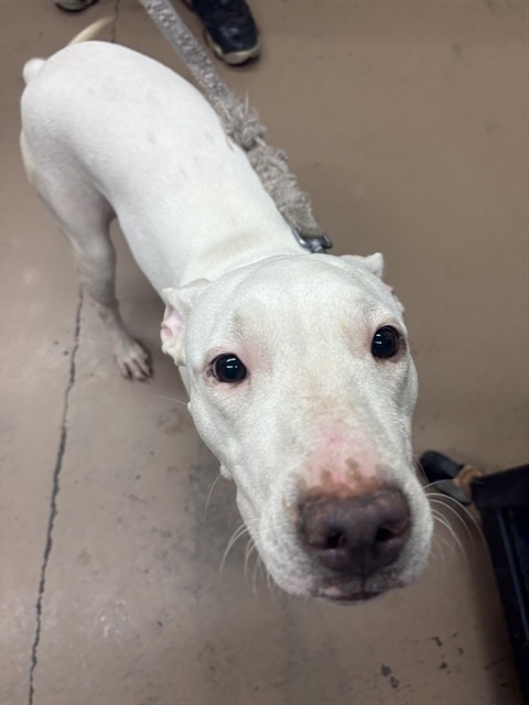 American Pit Bull Terrier at Chicago Animal Care and Control