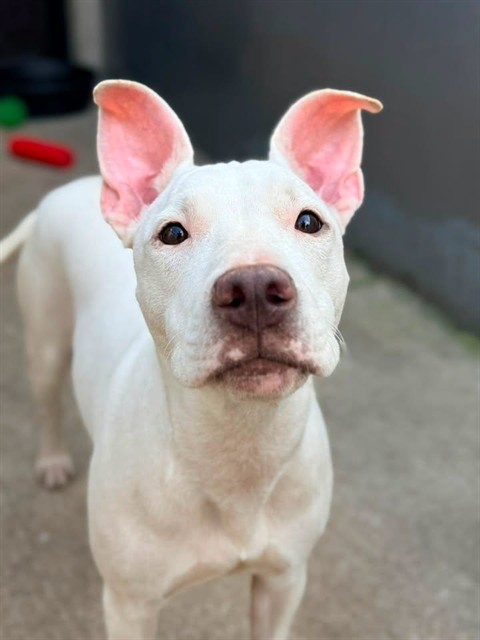 Jasmine, adoptable American Pit Bull Terrier at Chicago Animal Care and Control