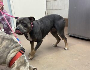 Mimi, adoptable American Pit Bull Terrier at Chicago Animal Care and Control