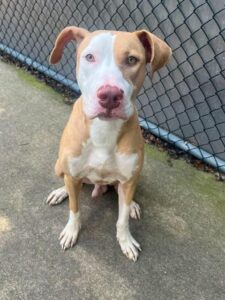Rocky, adoptable American Pit Bull Terrier / Bull Terrier / Labrador Retriever at Chicago Animal Care and Control