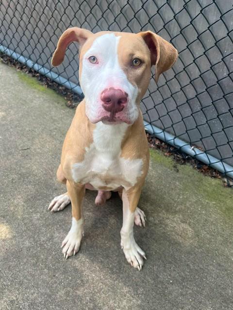 Rocky at Chicago Animal Care and Control