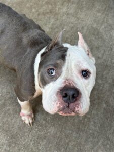 Bane, adoptable American Pit Bull Terrier at Chicago Animal Care and Control