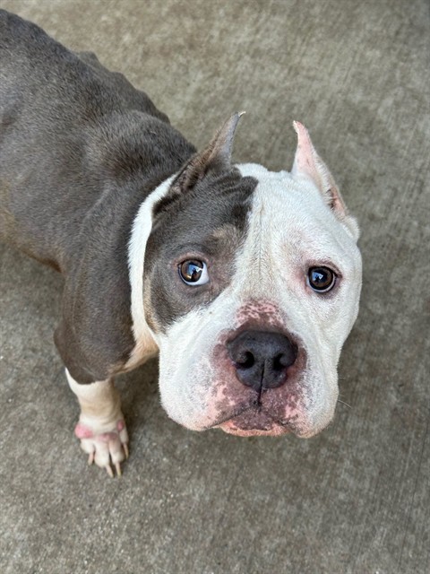 Bane at Chicago Animal Care and Control