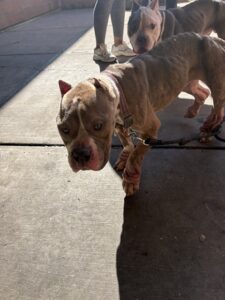 Missy, adoptable American Pit Bull Terrier at Chicago Animal Care and Control