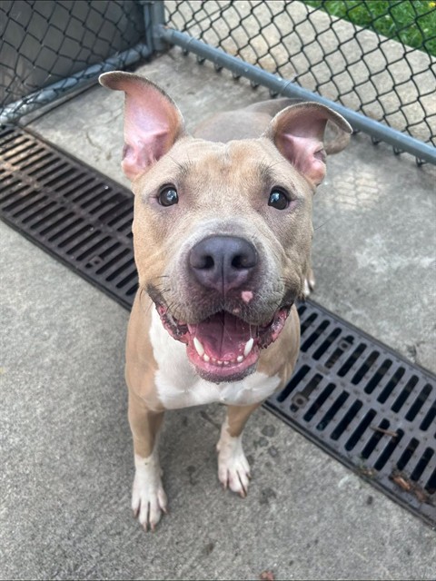 Anya, adoptable American Pit Bull Terrier at Chicago Animal Care and Control