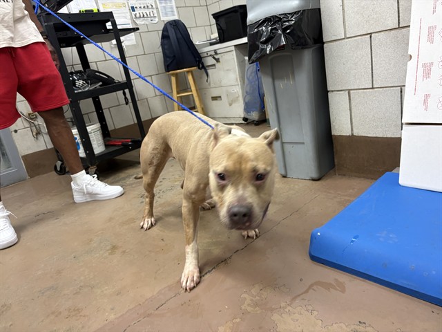 American Pit Bull Terrier at Chicago Animal Care and Control