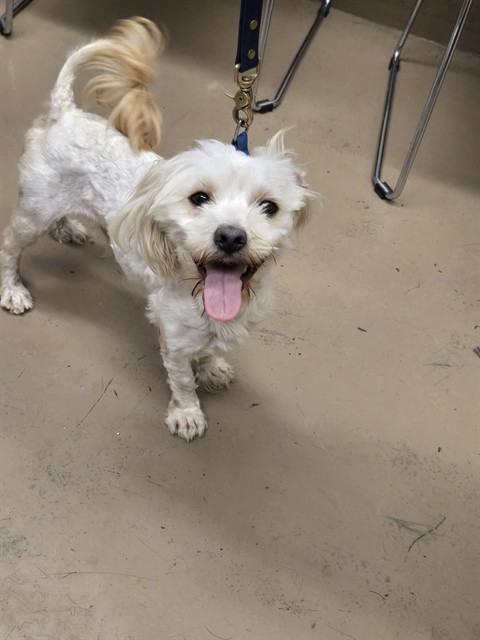 Shih Tzu at Chicago Animal Care and Control