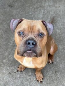 Nobu, adoptable American Pit Bull Terrier at Chicago Animal Care and Control