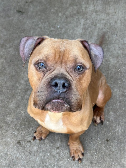 Nobu at Chicago Animal Care and Control