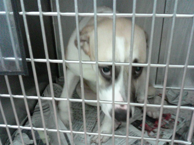 German Shepherd Dog / Great Pyrenees at Chicago Animal Care and Control