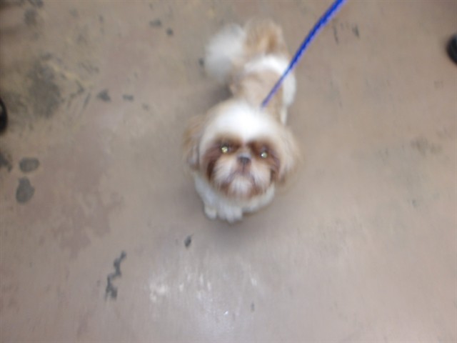 Shih Tzu at Chicago Animal Care and Control