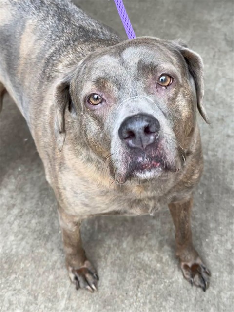 Sadie at Chicago Animal Care and Control