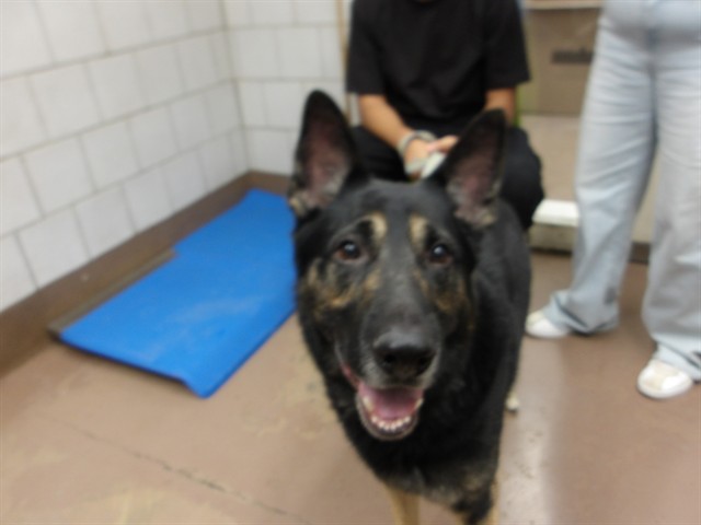 German Shepherd Dog at Chicago Animal Care and Control