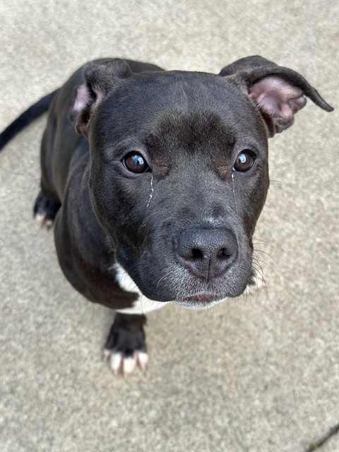 Flurry at Chicago Animal Care and Control