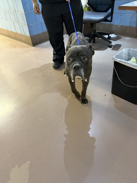 American Pit Bull Terrier at Chicago Animal Care and Control