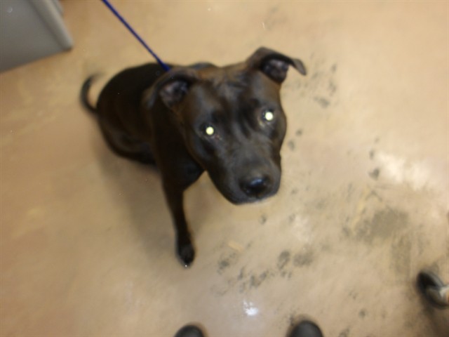 American Pit Bull Terrier at Chicago Animal Care and Control