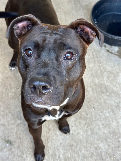 Whirlybird, adoptable American Pit Bull Terrier at Chicago Animal Care and Control