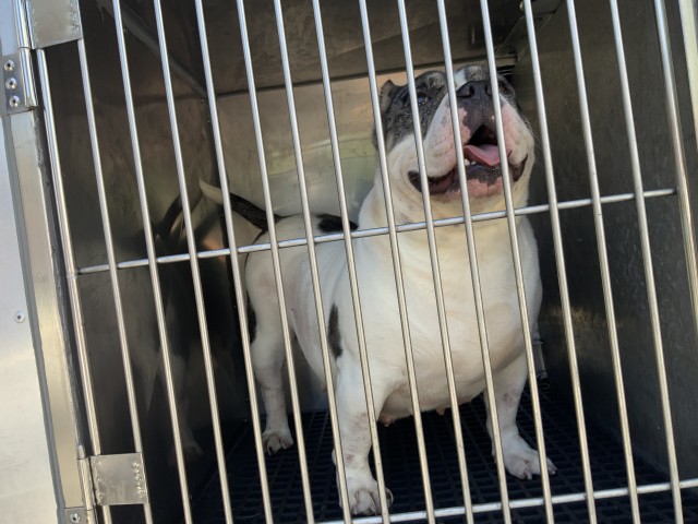 American Pit Bull Terrier at Chicago Animal Care and Control