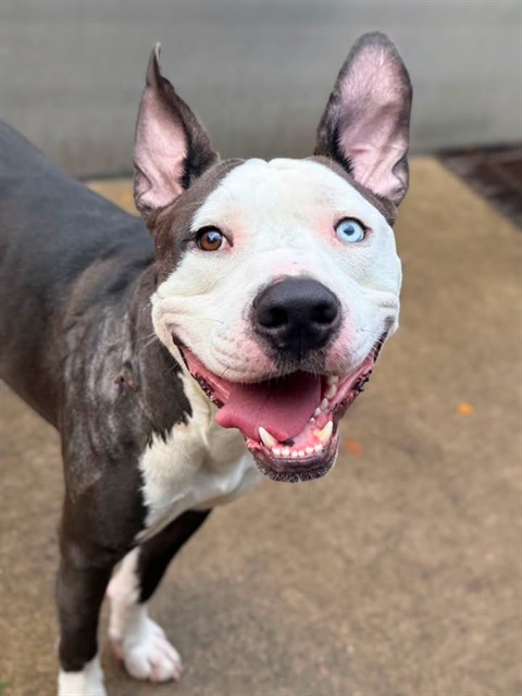Sacre Bleu available through Chicago Animal Care and Control