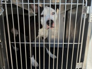 Mellow, adoptable American Pit Bull Terrier at Chicago Animal Care and Control