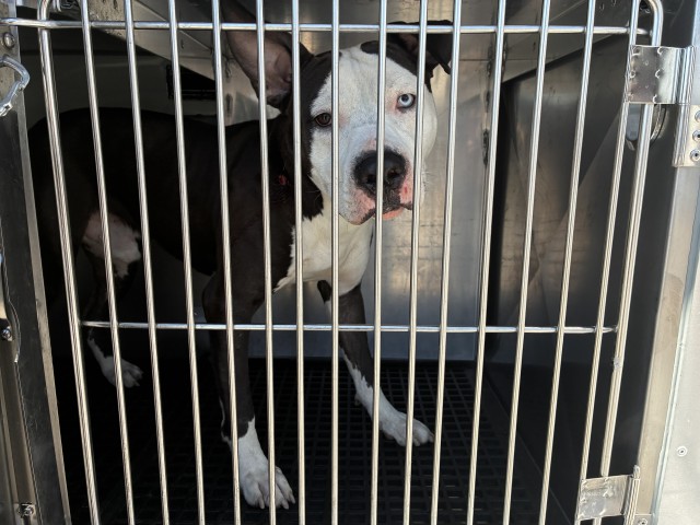 Mellow, adoptable American Pit Bull Terrier at Chicago Animal Care and Control