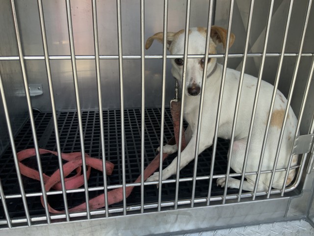 Dog A319506 at Chicago Animal Care and Control