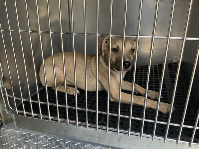 American Pit Bull Terrier / Bull Terrier / German Shepherd Dog at Chicago Animal Care and Control