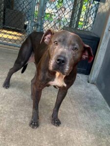 Pattie, adoptable American Pit Bull Terrier at Chicago Animal Care and Control