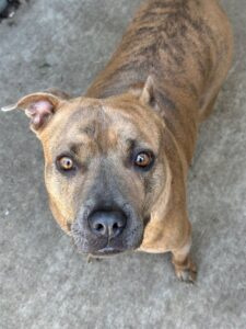 Pringle, adoptable American Pit Bull Terrier at Chicago Animal Care and Control