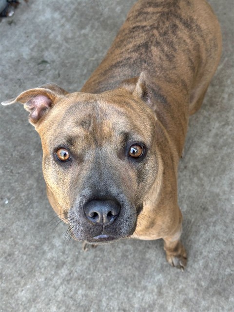 Pringle at Chicago Animal Care and Control