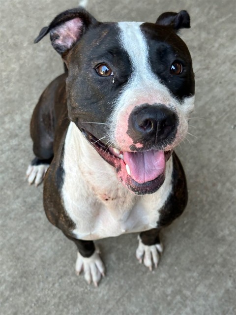 Watermelon at Chicago Animal Care and Control