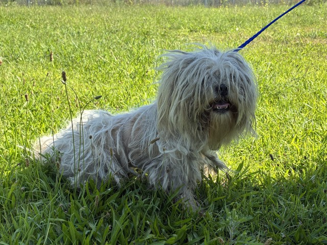 Dog A319551 at Chicago Animal Care and Control