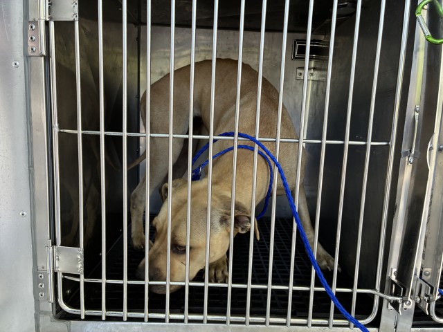 American Pit Bull Terrier at Chicago Animal Care and Control