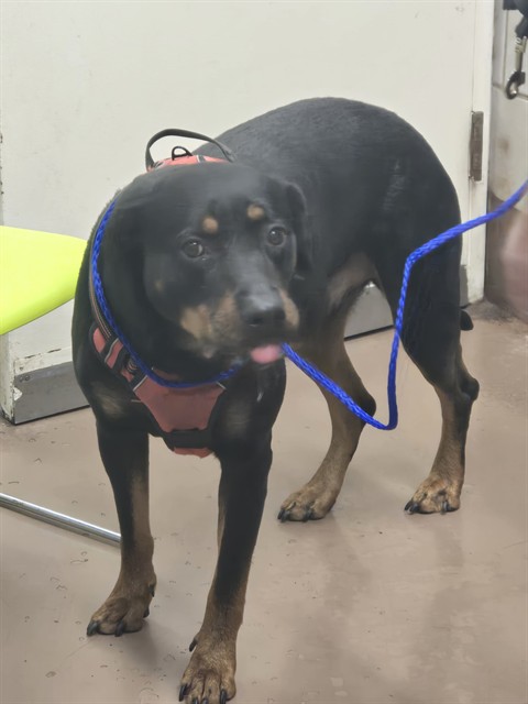 Rottweiler at Chicago Animal Care and Control