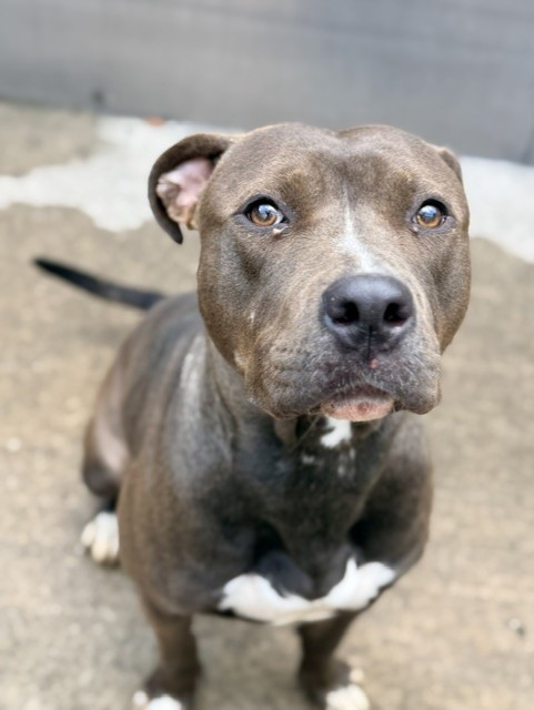 Fondant, adoptable American Pit Bull Terrier at Chicago Animal Care and Control