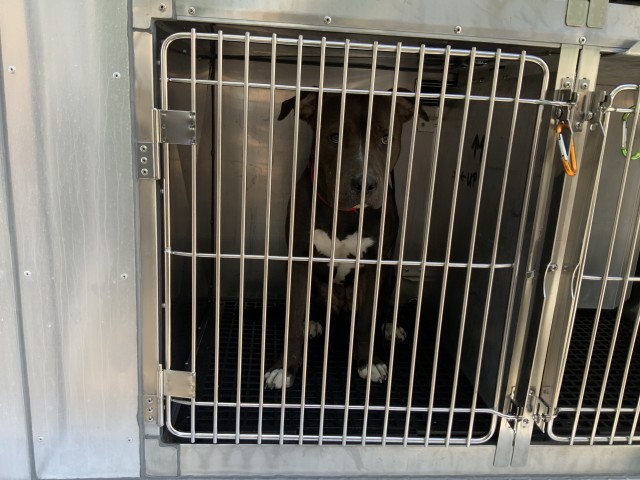 American Pit Bull Terrier at Chicago Animal Care and Control