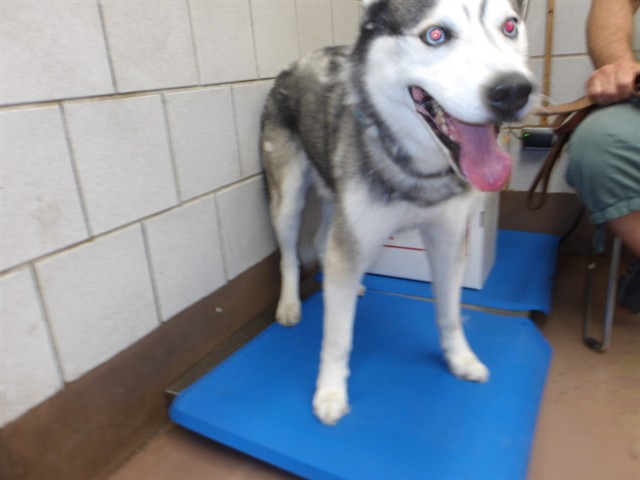 Dog A319579 at Chicago Animal Care and Control