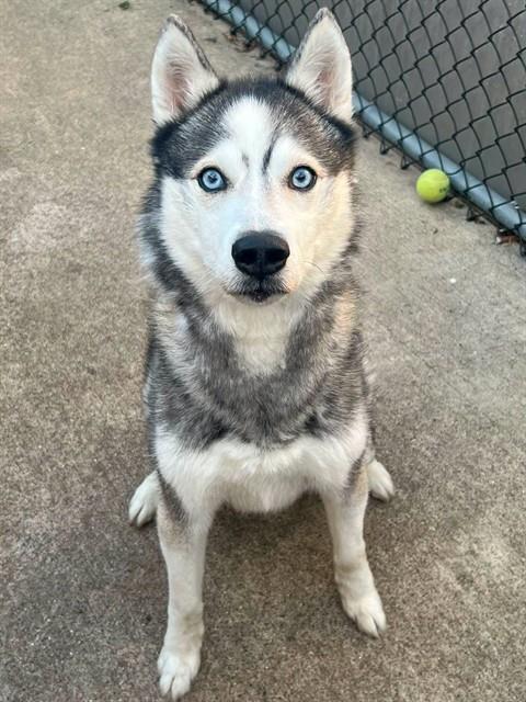 Timber, adoptable dog at Chicago Animal Care and Control