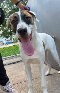 Jacks, adoptable German Shepherd Dog / Labrador Retriever at Chicago Animal Care and Control
