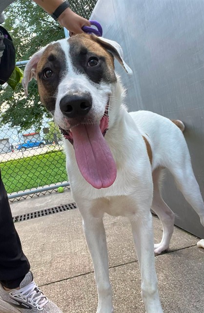 Jacks at Chicago Animal Care and Control