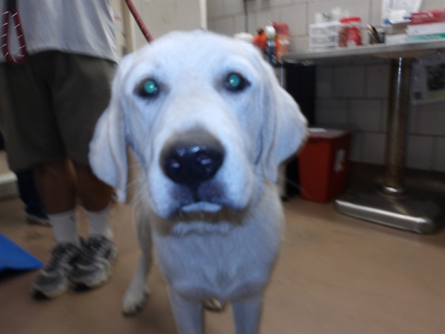 Labrador Retriever at Chicago Animal Care and Control