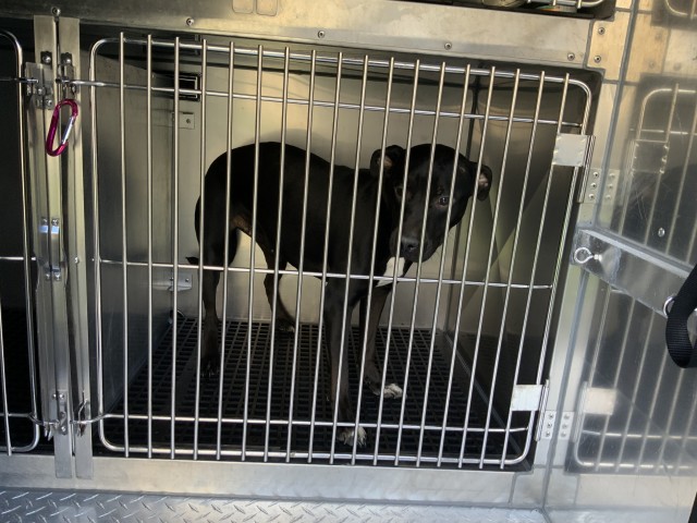 American Pit Bull Terrier at Chicago Animal Care and Control