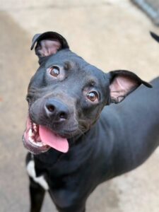 Tadasana, adoptable American Pit Bull Terrier at Chicago Animal Care and Control