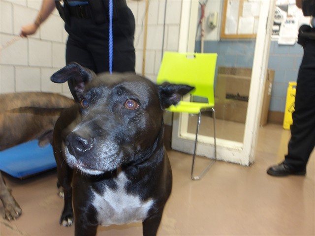 American Pit Bull Terrier at Chicago Animal Care and Control