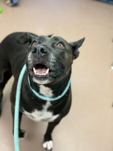 Balasana, adoptable American Pit Bull Terrier at Chicago Animal Care and Control