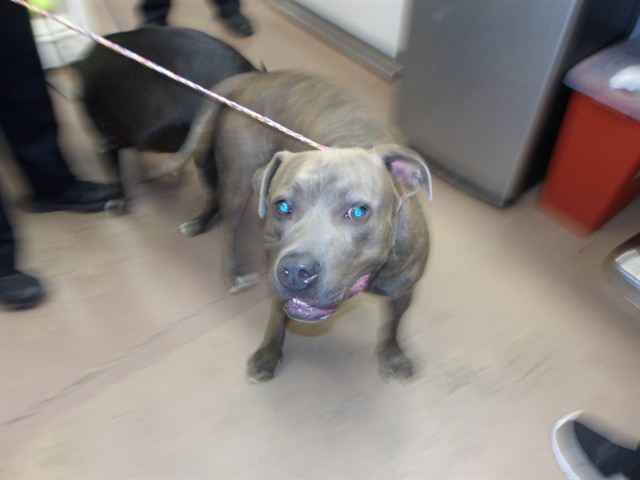 American Pit Bull Terrier at Chicago Animal Care and Control