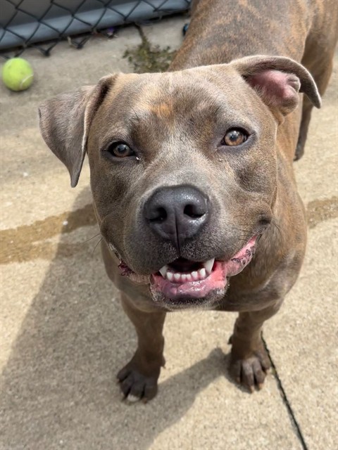 Strohs, adoptable American Pit Bull Terrier at Chicago Animal Care and Control