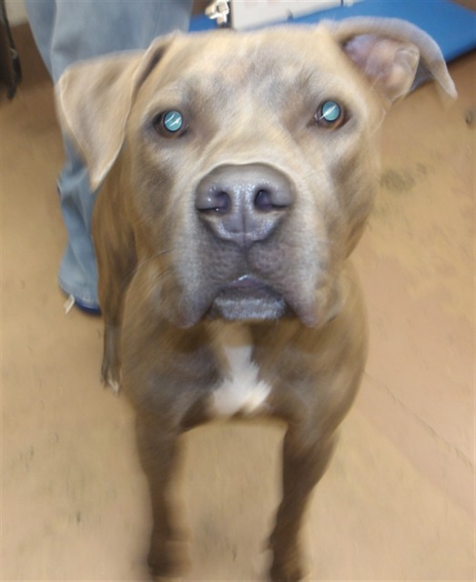 Strohs at Chicago Animal Care and Control — photo 2