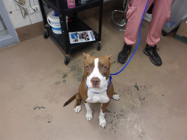 American Pit Bull Terrier at Chicago Animal Care and Control
