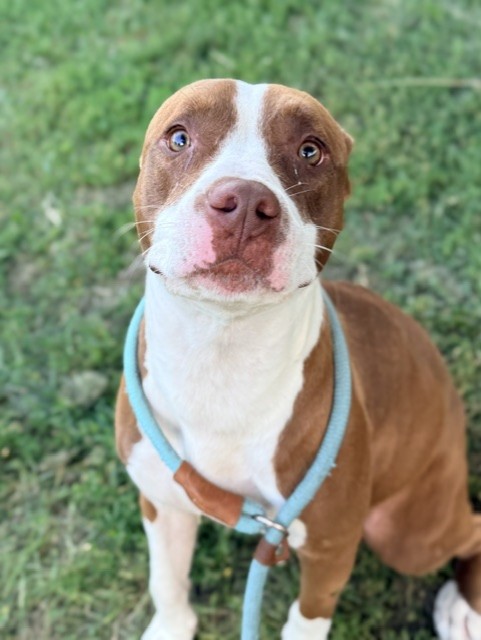 Breakfast Sausage, adoptable American Pit Bull Terrier at Chicago Animal Care and Control